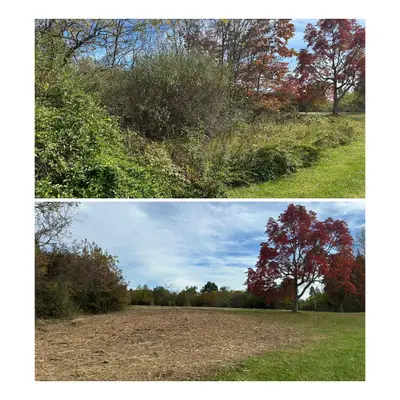 Land clearing project 10