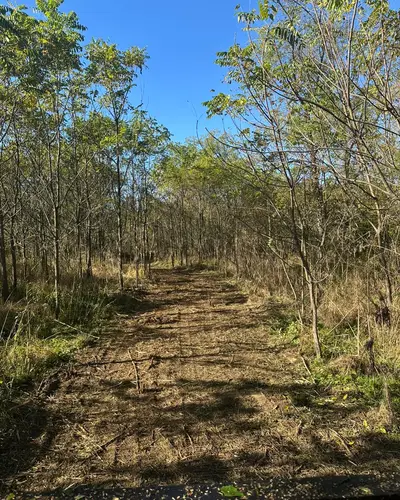 Land clearing project 18